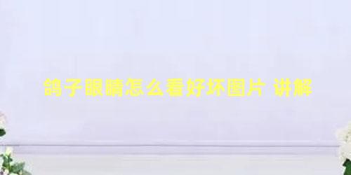 鸽子眼睛怎么看好坏图片 讲解